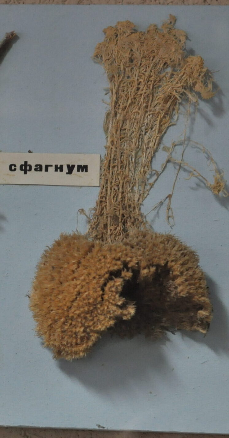 Флора України